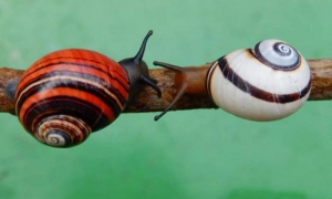  La Polymita di Cuba nominata tra le cinque finaliste al titolo «Mollusco del  2021». 