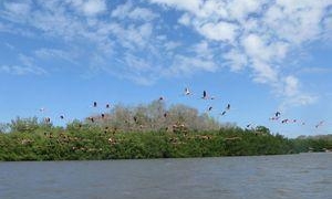 eco